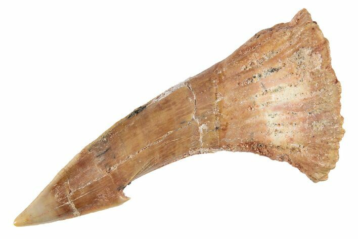 Fossil Sawfish (Onchopristis) Rostral Barb - Morocco #285516